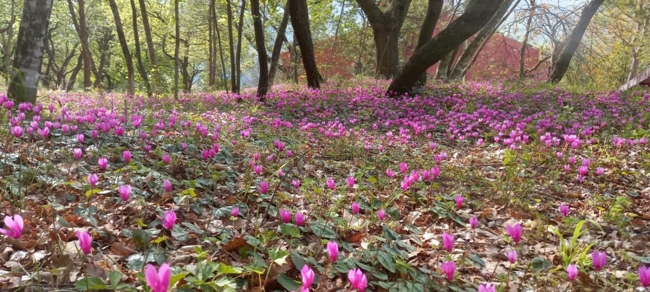 Azienda Agrituristica La Torretta Tocco da Casauria Ngoại thất bức ảnh