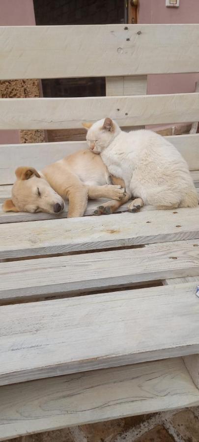 Azienda Agrituristica La Torretta Tocco da Casauria Ngoại thất bức ảnh