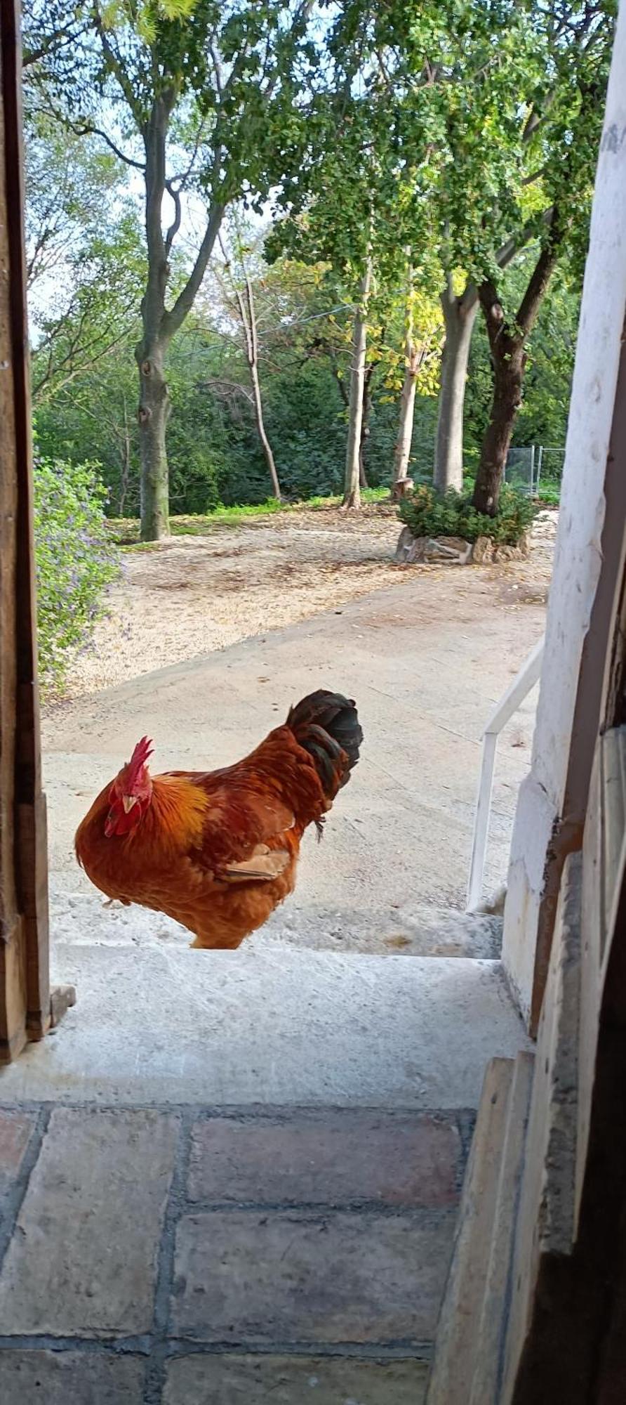 Azienda Agrituristica La Torretta Tocco da Casauria Ngoại thất bức ảnh